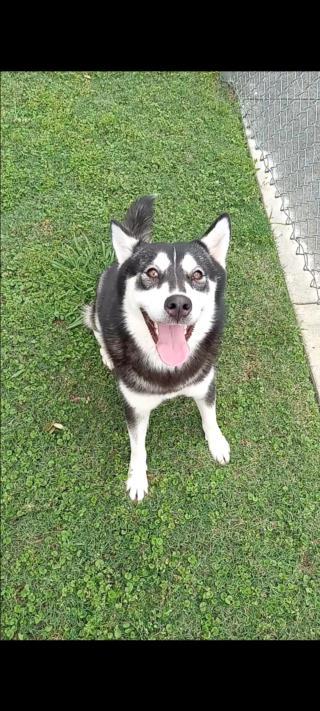 Enlarge JUNO, a Adoptable Siberian Husky in Texas City, TX image 1/1