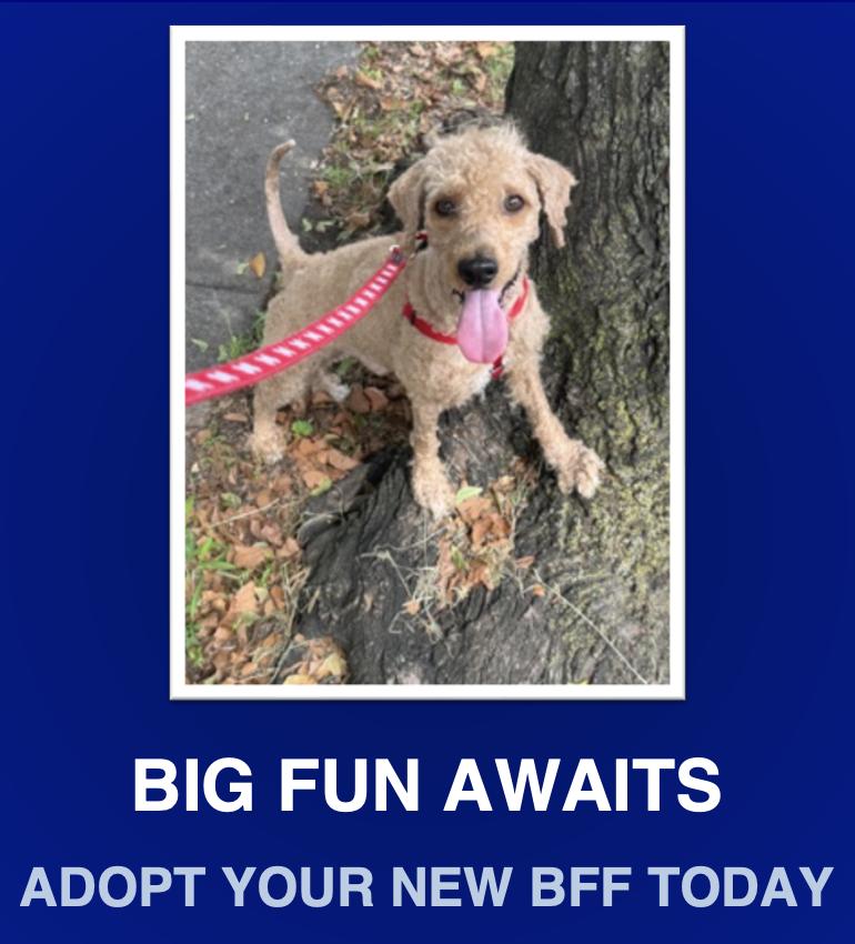 Enlarge Zach, a Adopted Goldendoodle in Morrisville, PA image 1/2