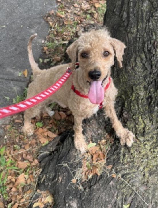 Enlarge Zach, a Adopted Goldendoodle in Morrisville, PA image 2/2