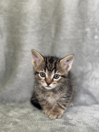 Enlarge Rocky, a Adopted mixed breed in Blountville, TN image 1/1