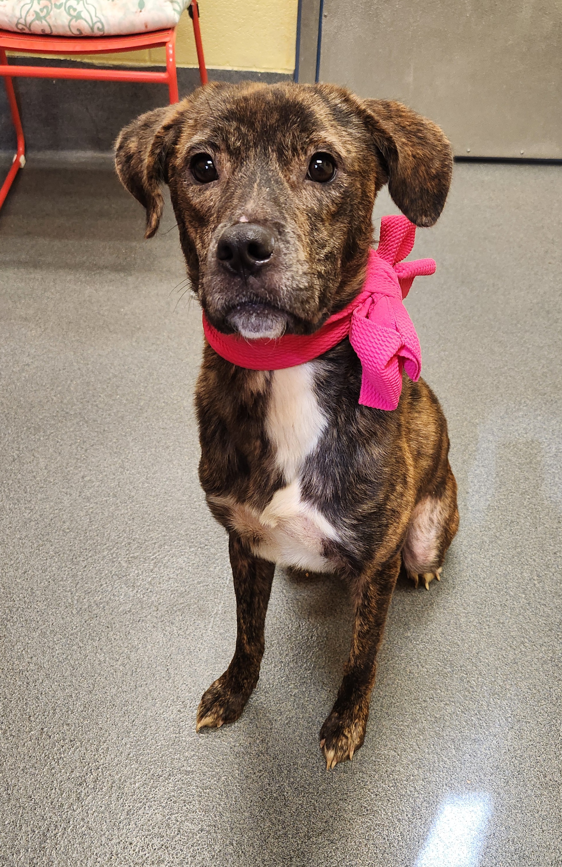 Perla - Rescued ! fj