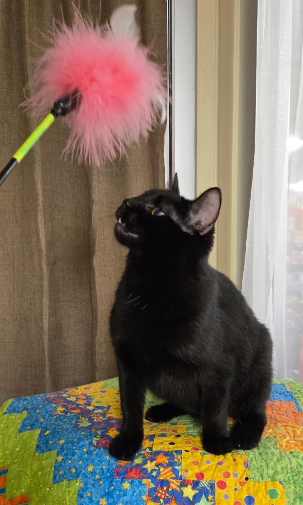 Netri, Adopted, Young Female Domestic Short Hair.