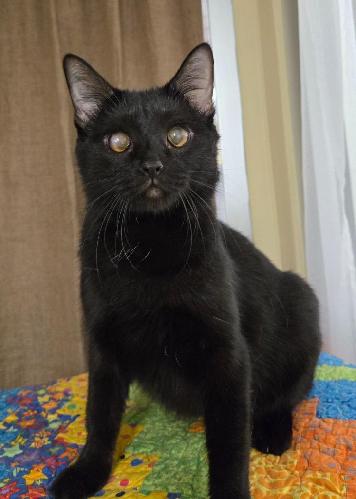 Enlarge Netri, a Adopted mixed breed in Ballwin, MO image 4/4