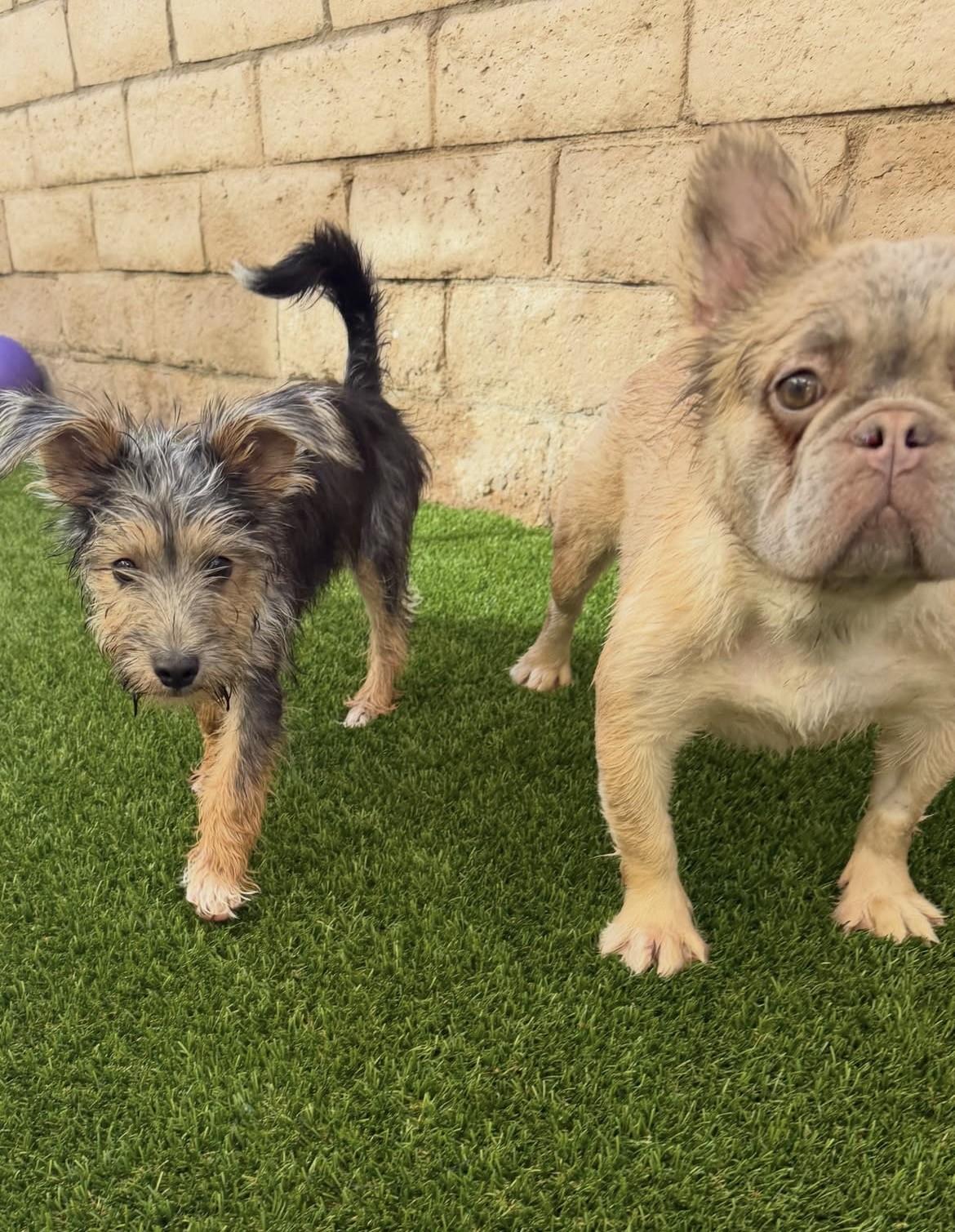 Enlarge Fester, a Adoptable Mixed Breed in Las Vegas, NV image 5/6