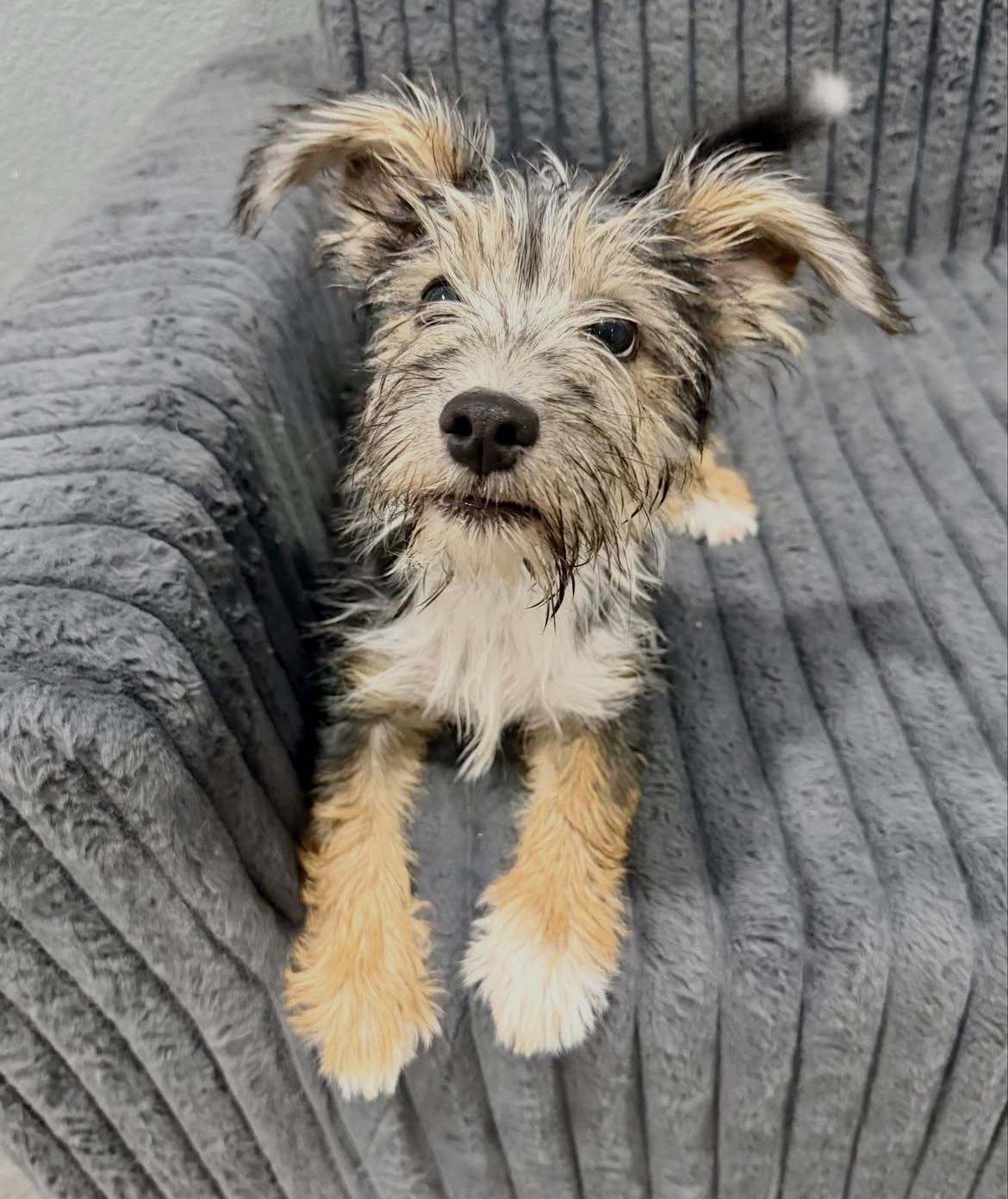 Enlarge Fester, a Adoptable Mixed Breed in Las Vegas, NV image 3/6