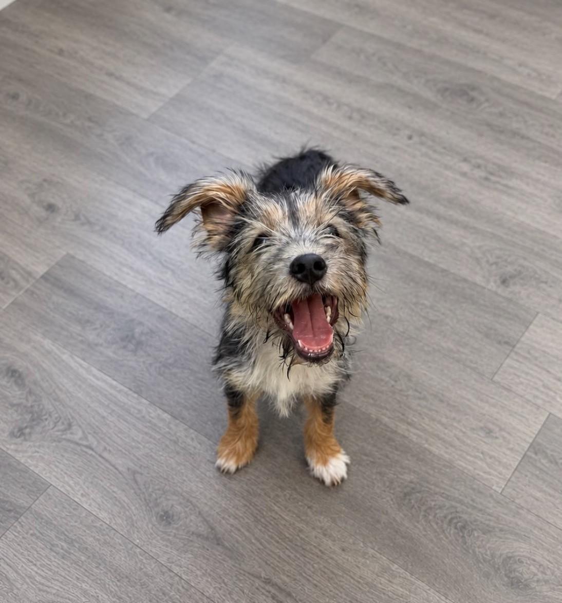 Enlarge Fester, a Adoptable Mixed Breed in Las Vegas, NV image 2/6