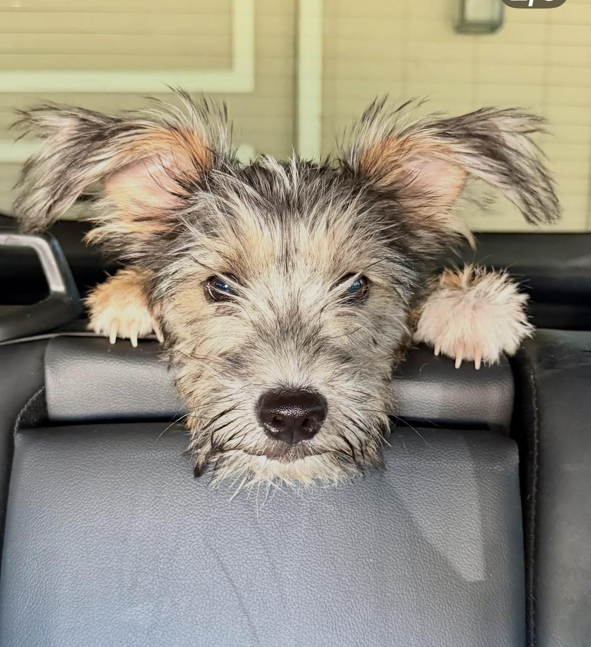 Fester, Adoptable, Puppy Male Mixed Breed.