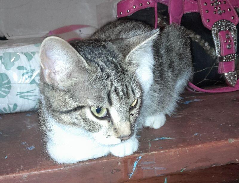 Tuna, Adoptable, Adult Female Tabby.