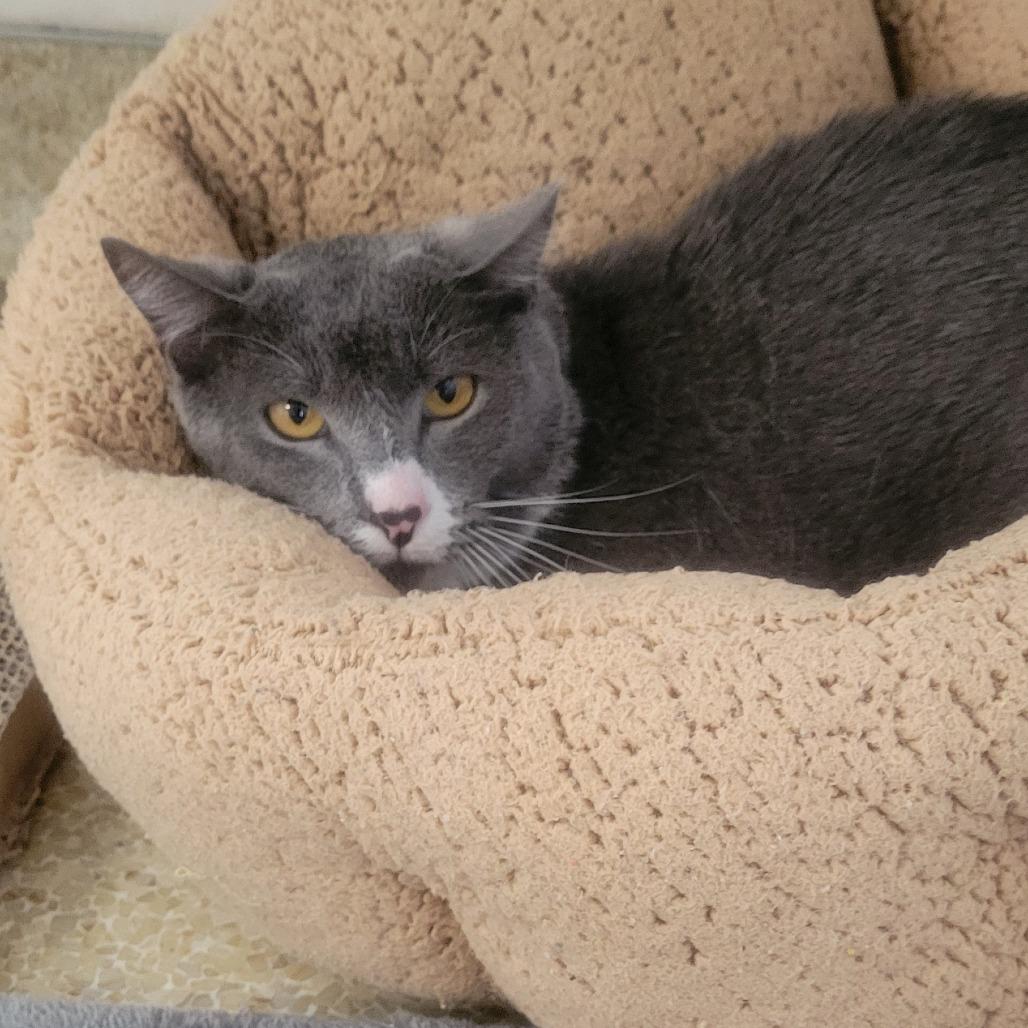Enlarge Capone, a Adoptable Domestic Short Hair in Santa Barbara, CA image 1/2