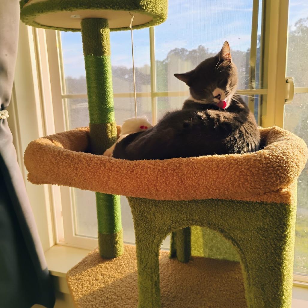 Enlarge Capone, a Adoptable Domestic Short Hair in Santa Barbara, CA image 3/4