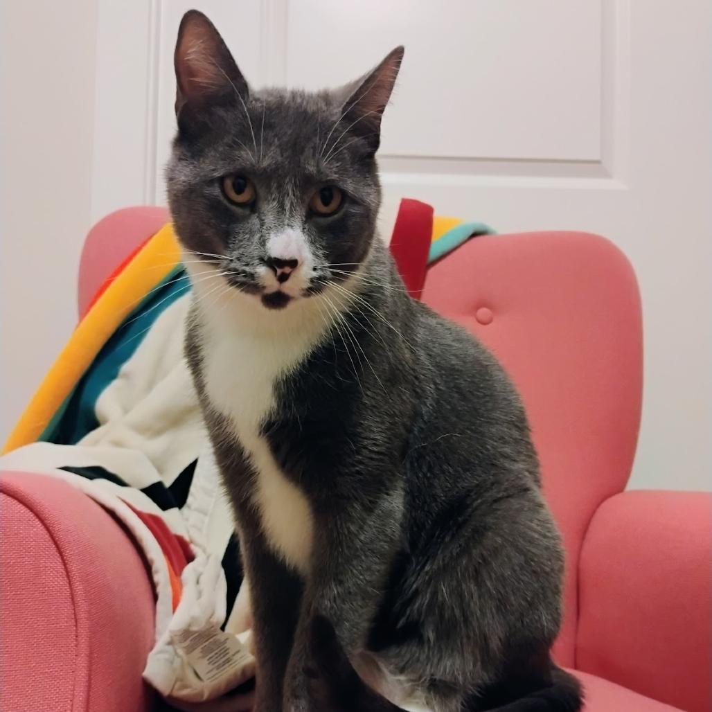 Enlarge Capone, a Adoptable Domestic Short Hair in Santa Barbara, CA image 4/4