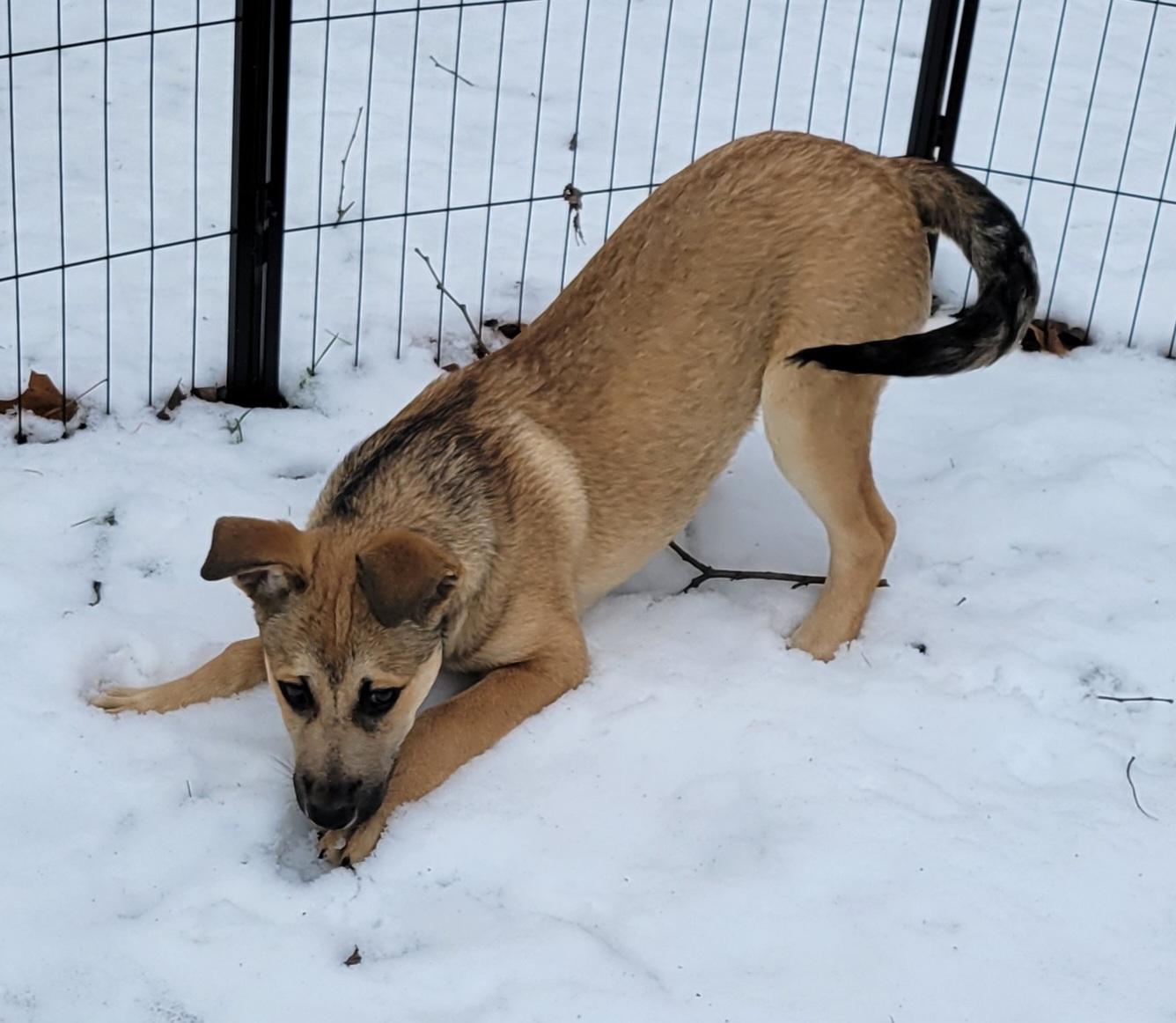 Holly, ADOPTABLE, Puppy Female Shepherd & Labrador Retriever.
