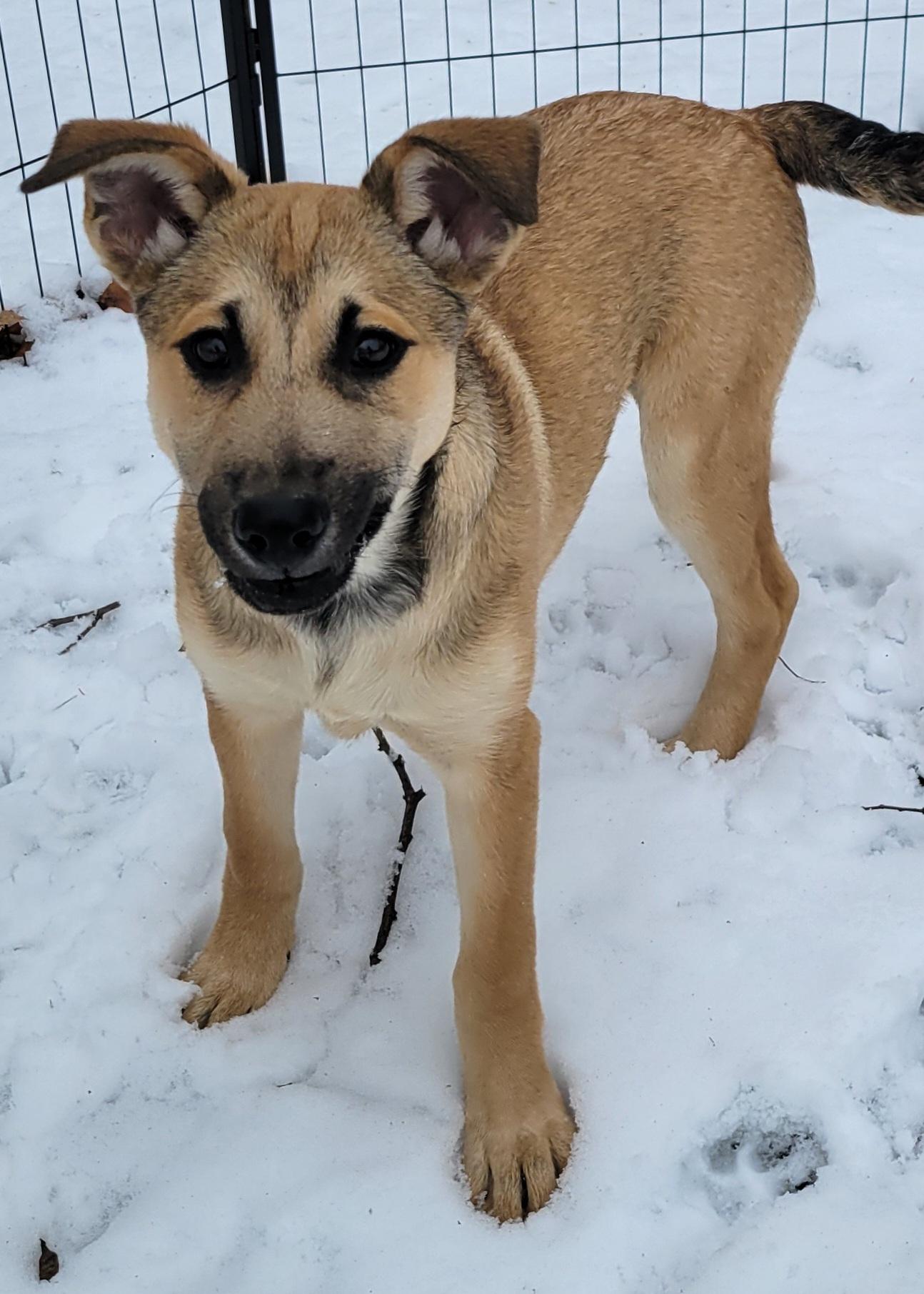 Enlarge Holly, a ADOPTABLE mixed breed in Elwood, NJ image 2/6