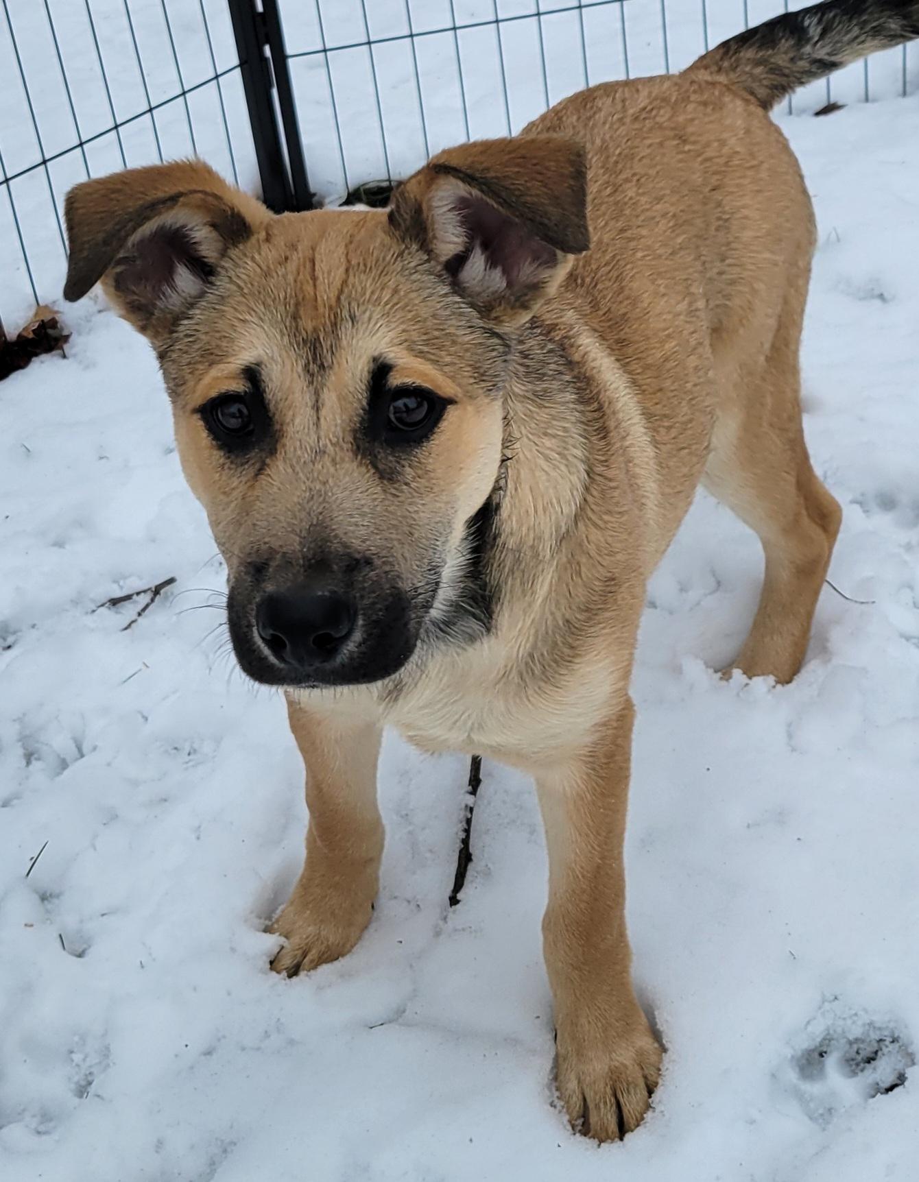 Enlarge Holly, a ADOPTABLE mixed breed in Elwood, NJ image 3/6