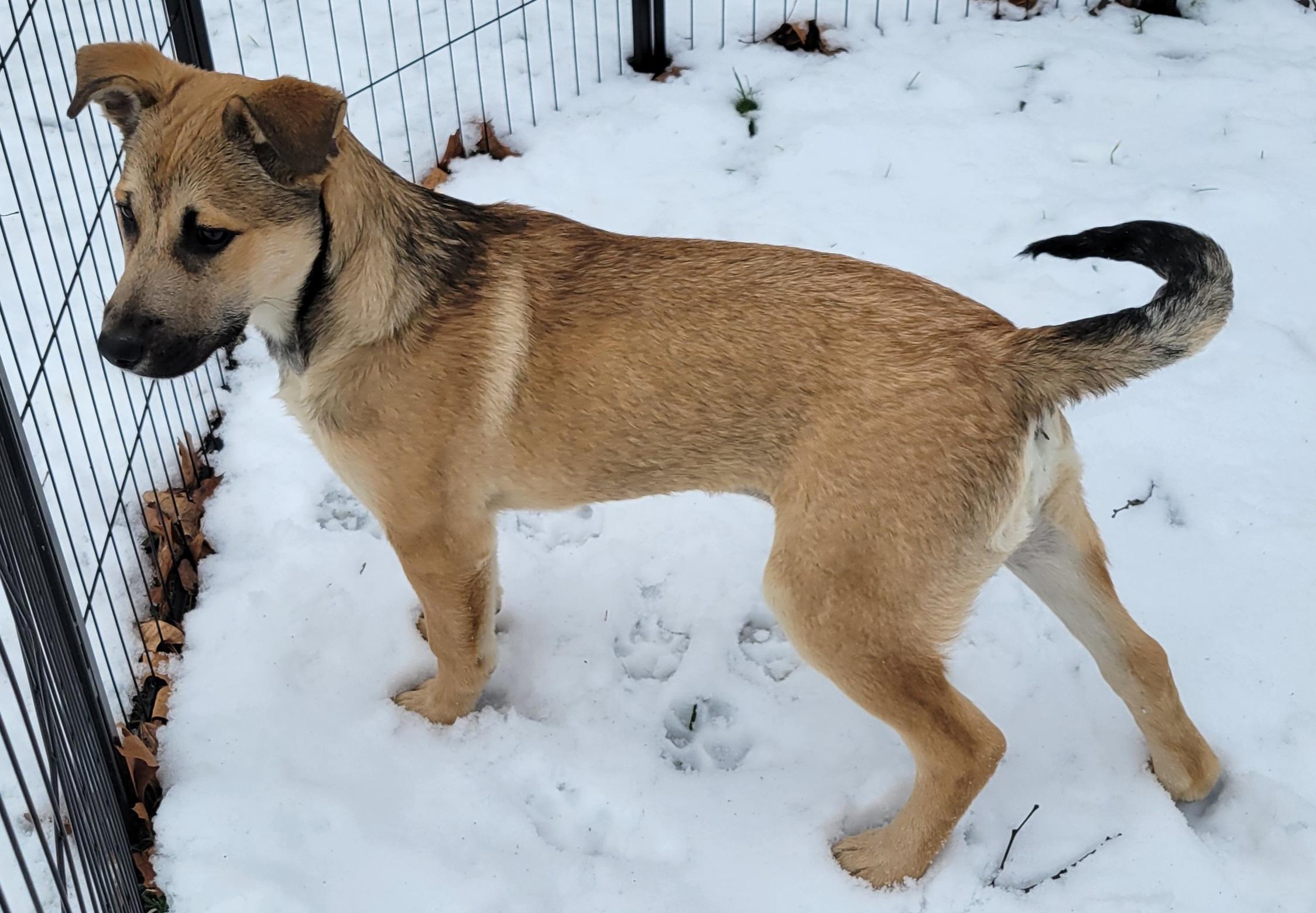 Enlarge Holly, a ADOPTABLE mixed breed in Elwood, NJ image 4/6