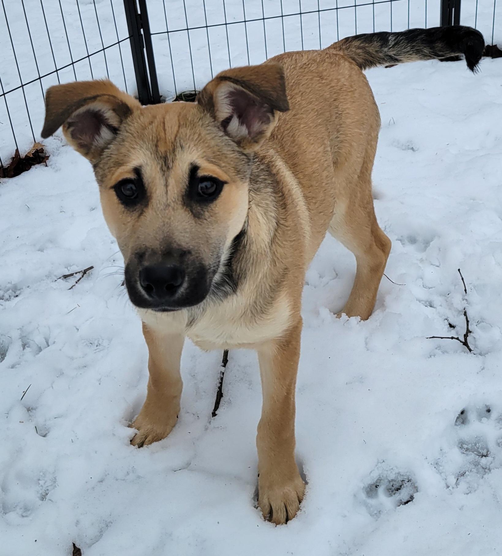 Enlarge Holly, a ADOPTABLE mixed breed in Elwood, NJ image 5/6