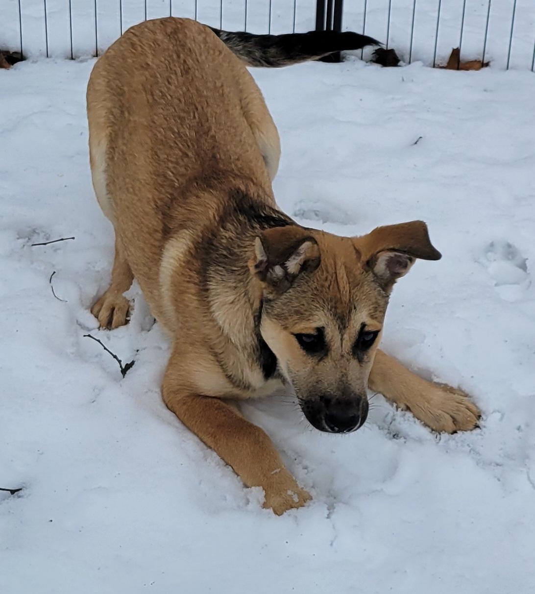 Enlarge Holly, a ADOPTABLE mixed breed in Elwood, NJ image 6/6