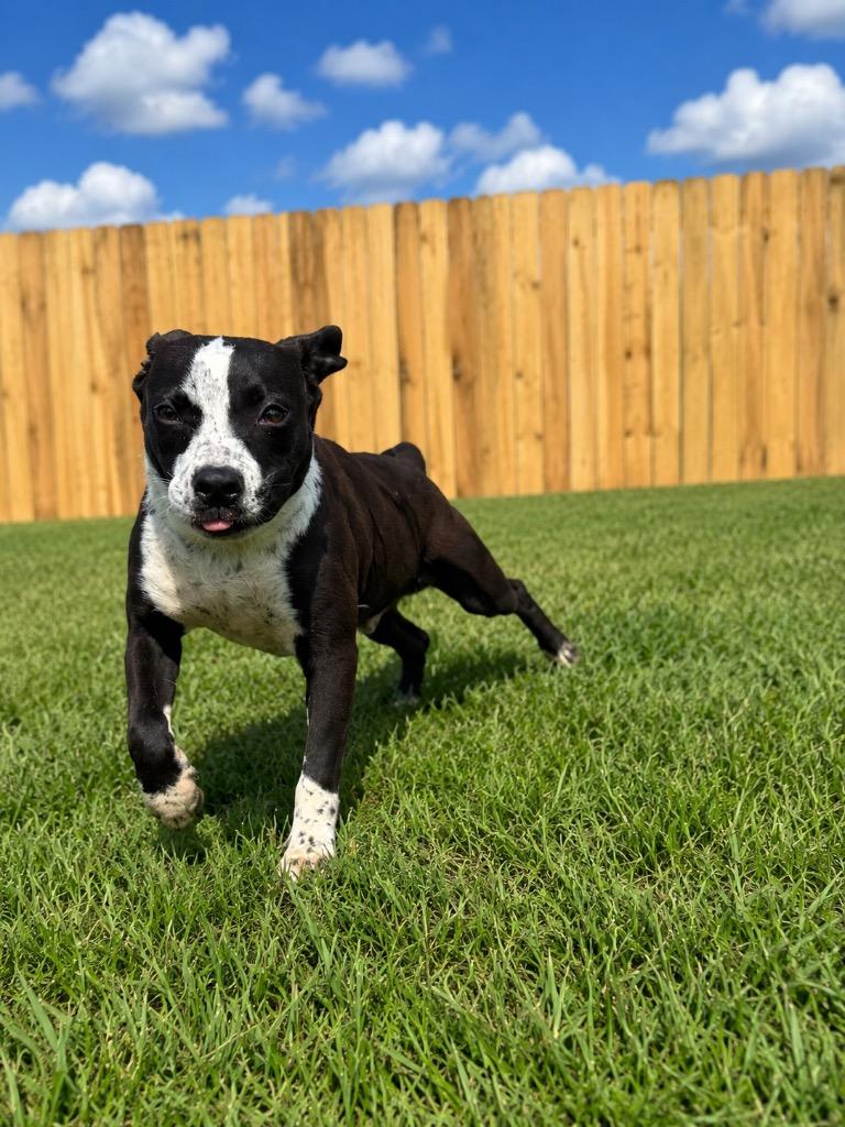 Drake, a Adoptable mixed breed in Centralia, IL image 1/2