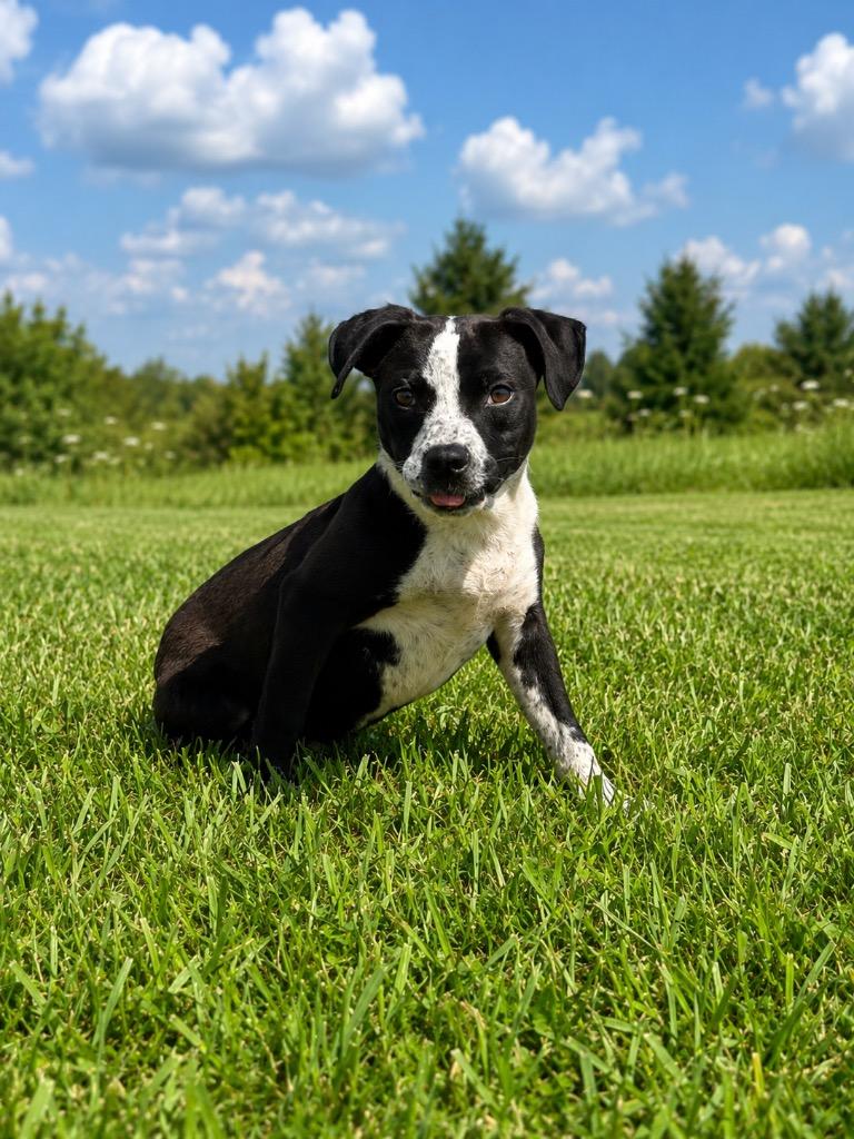 Drake, a Adoptable mixed breed in Centralia, IL image 2/2