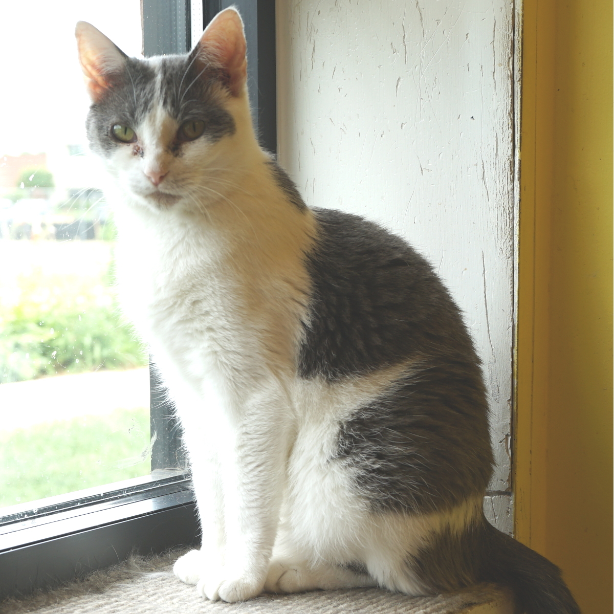 Sasha, a Adoptable Domestic Short Hair in Arlington Heights, IL image 1/2