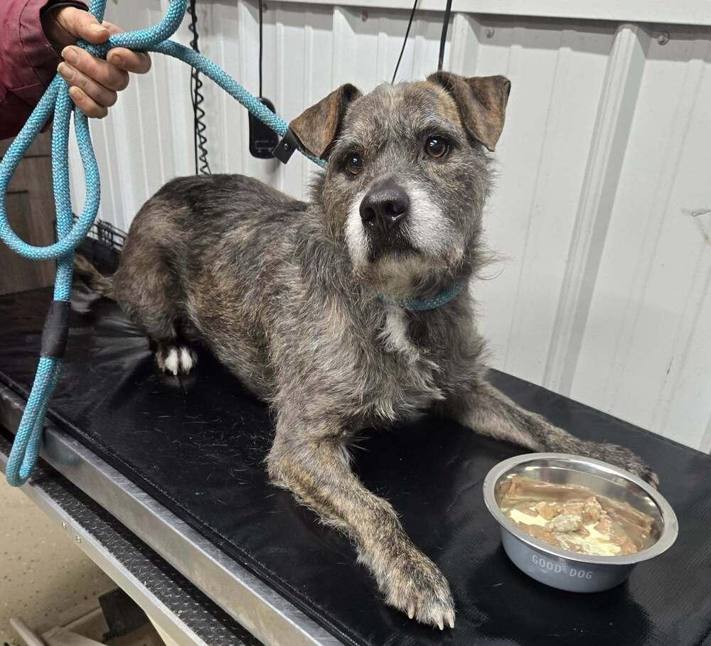Dink, Adoptable, Senior Male Terrier.