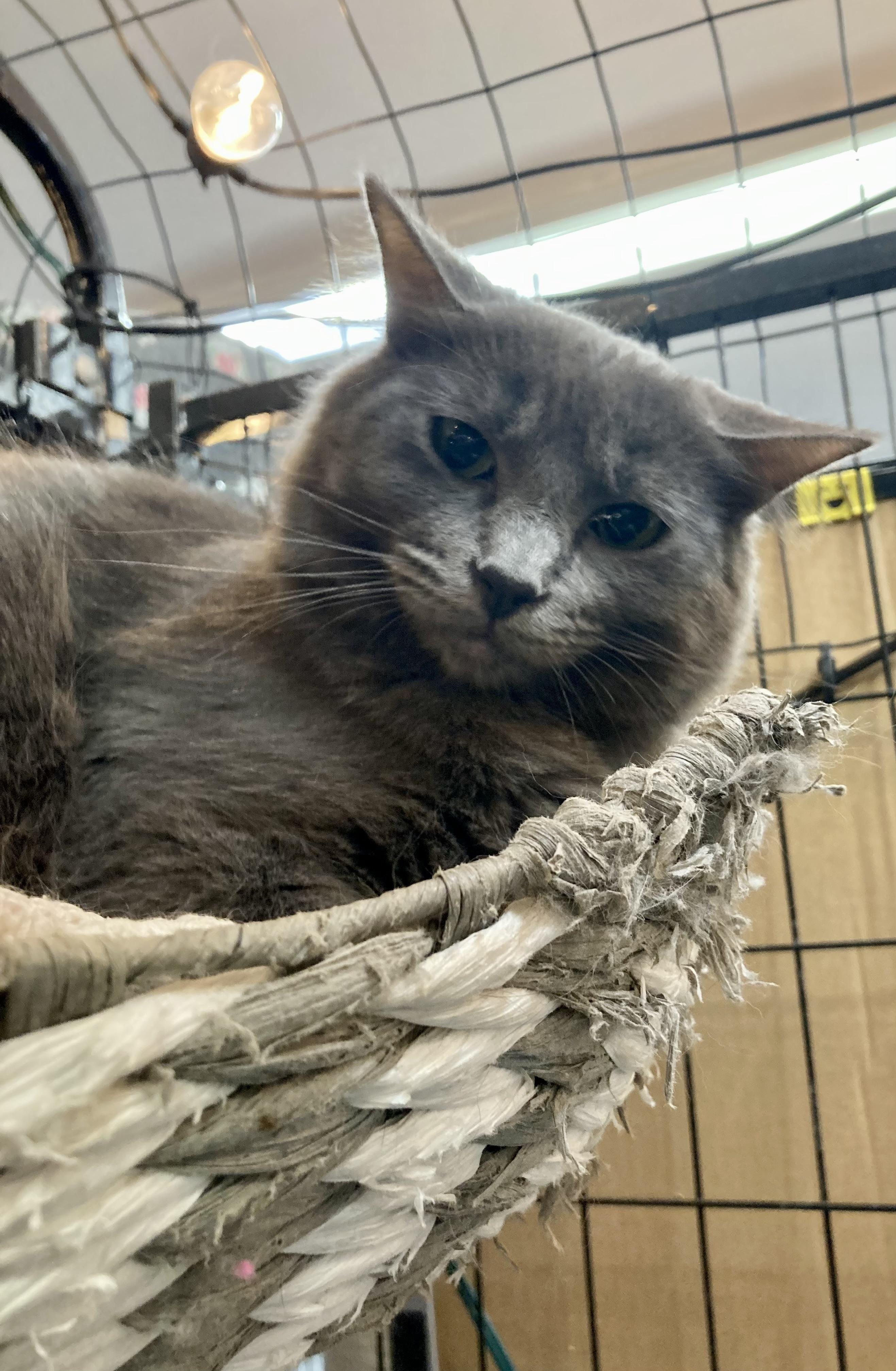 Enlarge Dudley, a Adoptable Domestic Medium Hair in Wasilla, AK image 1/1