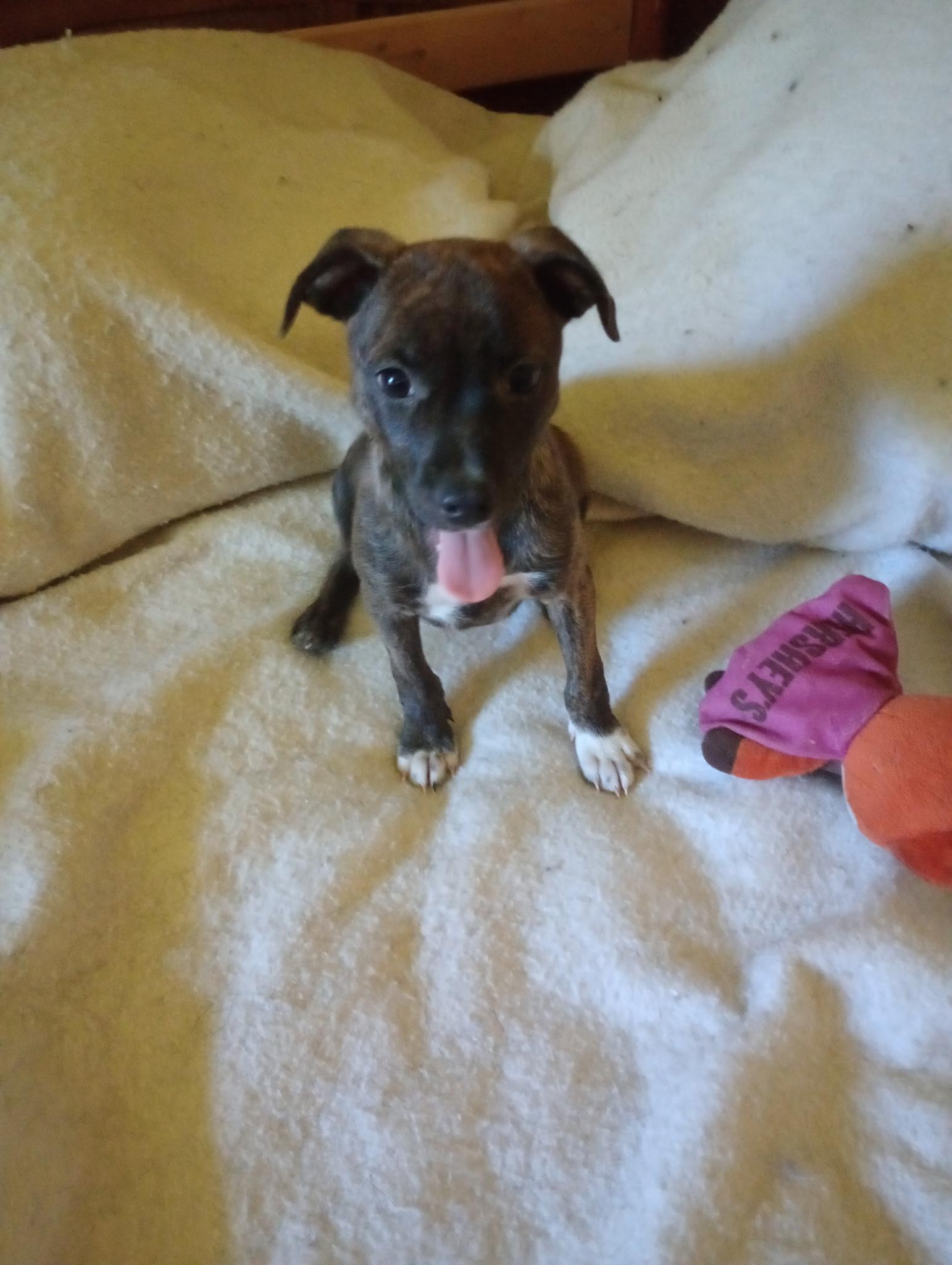 Gus, Adoptable, Puppy Male Chihuahua & Chiweenie.