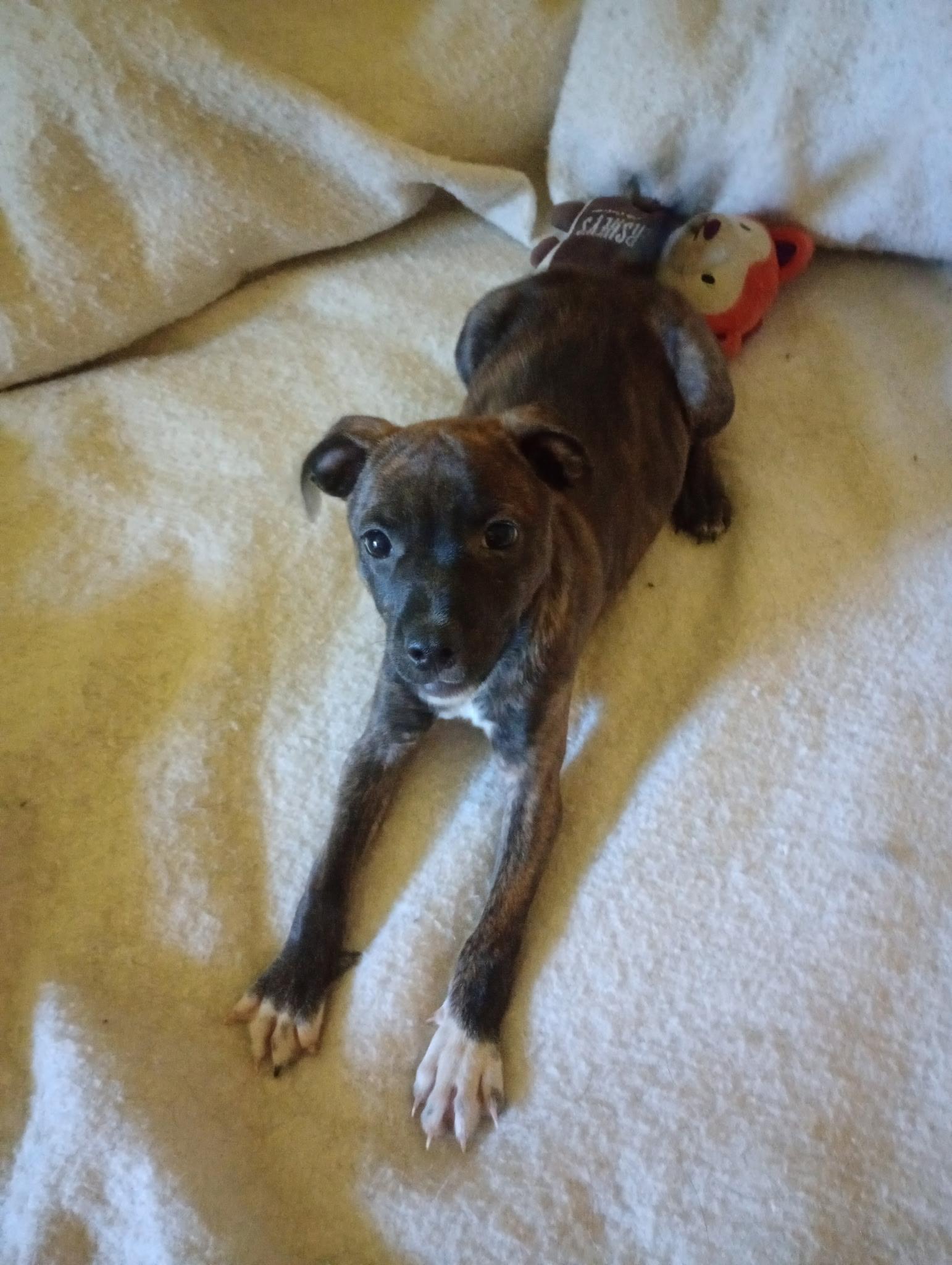Enlarge Gus, a Adoptable mixed breed in Baker, LA image 2/4
