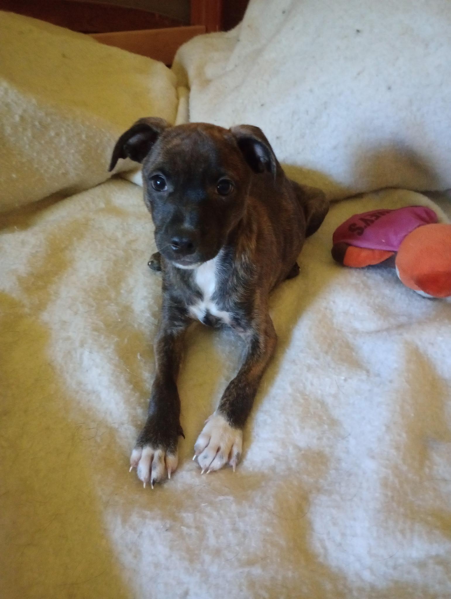 Enlarge Gus, a Adoptable mixed breed in Baker, LA image 3/4