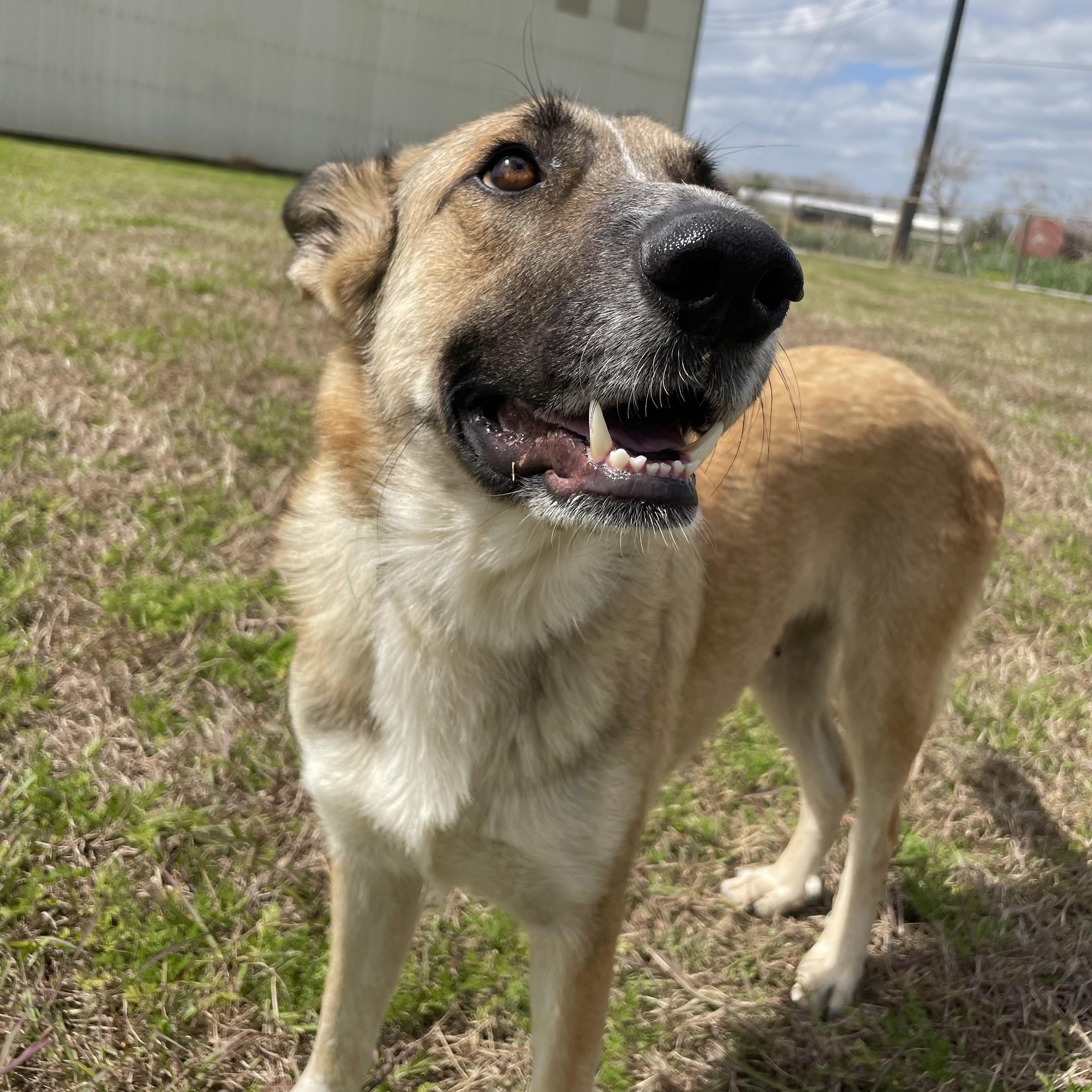 Enlarge Abby, a Adoptable mixed breed in Rocky Hill, CT image 4/6