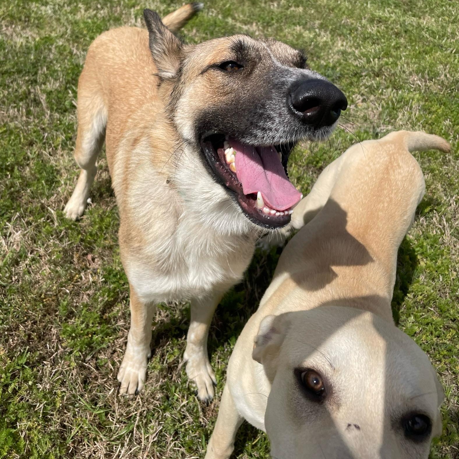 Enlarge Abby, a Adoptable mixed breed in Rocky Hill, CT image 6/6