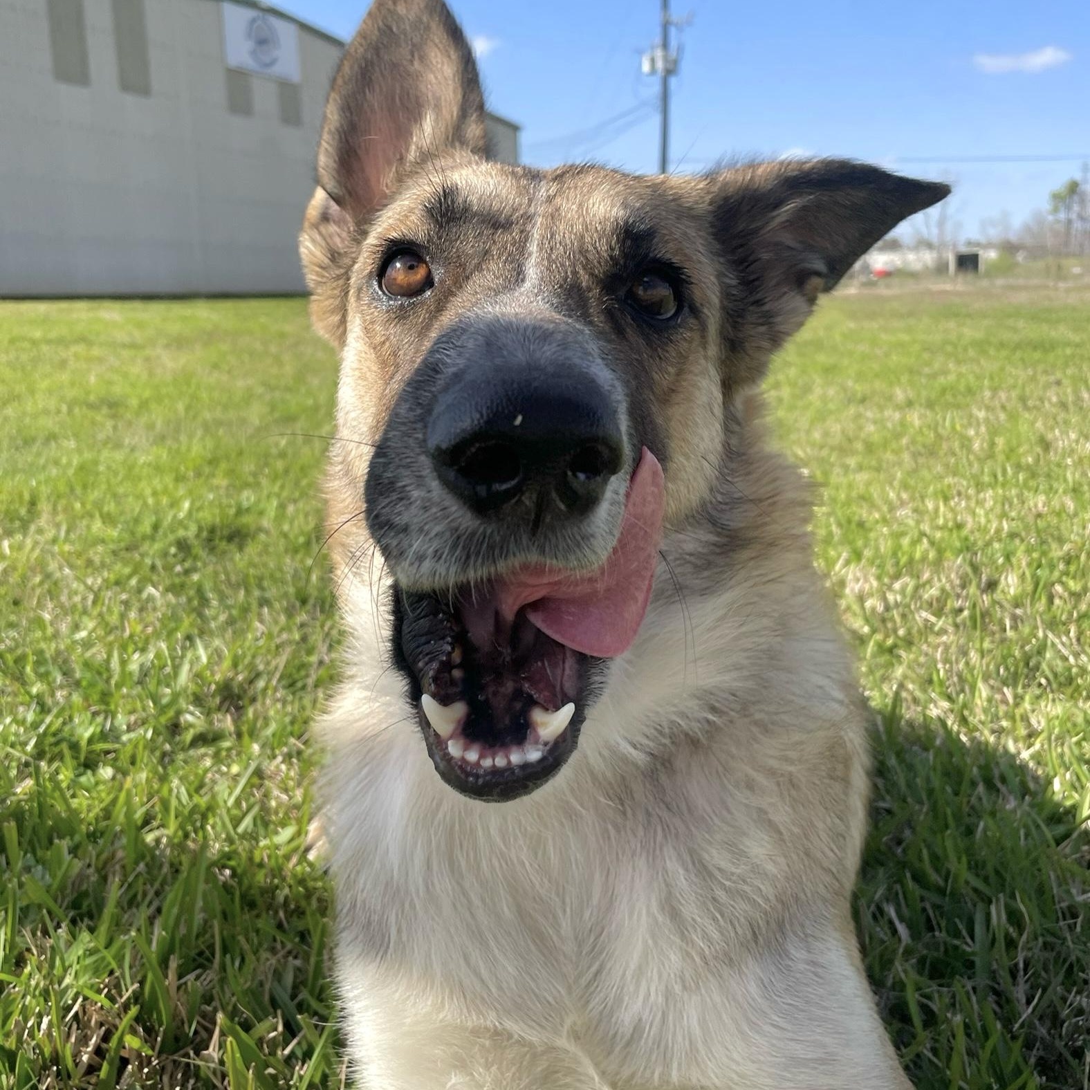 Abby, Adoptable, Adult Female Anatolian Shepherd.