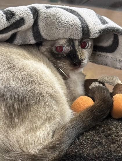 Lightning, ADOPTABLE, Adult Female Domestic Short Hair.