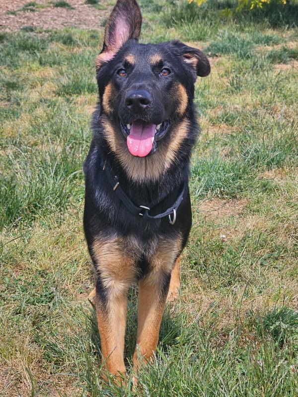 Feather, Adoptable, Young Female German Shepherd Dog.