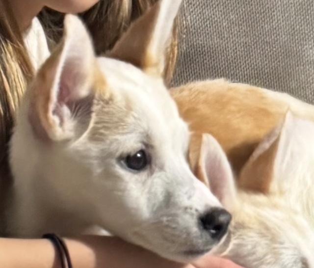 Enlarge Queso, a Adoptable mixed breed in New York, NY image 1/6