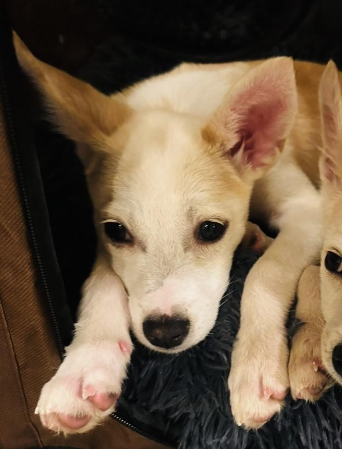 Enlarge Queso, a Adoptable mixed breed in New York, NY image 2/6