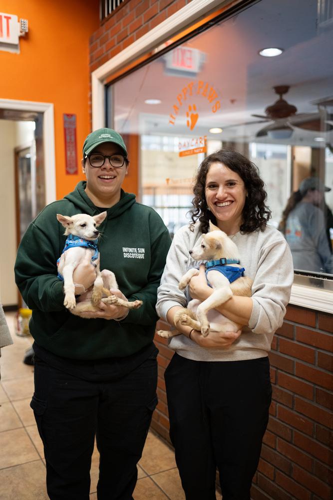 Enlarge Queso, a Adoptable mixed breed in New York, NY image 3/6