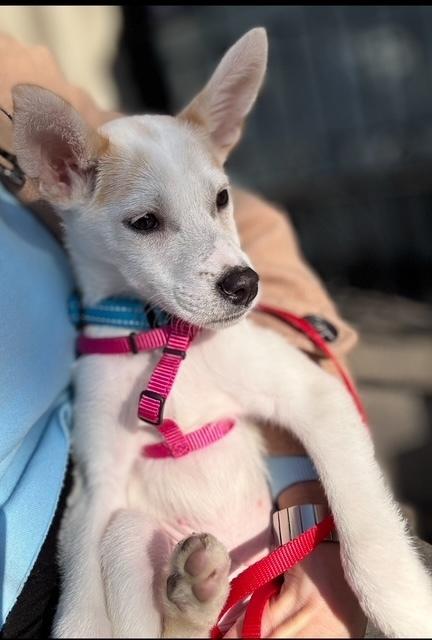 Enlarge Queso, a Adoptable mixed breed in New York, NY image 4/6