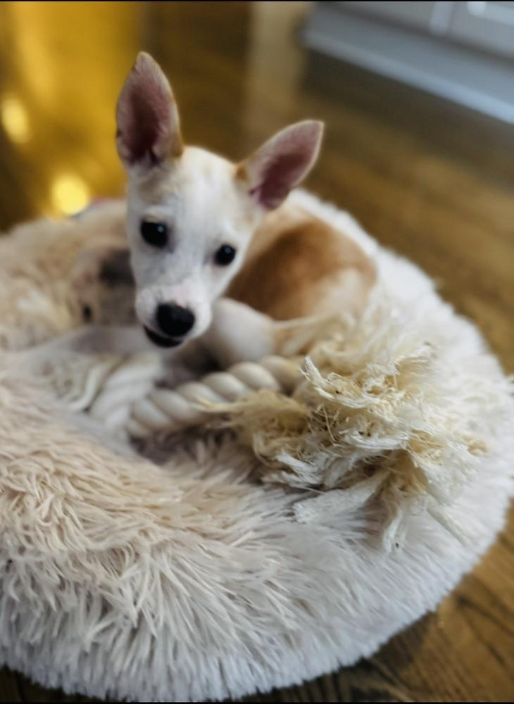 Enlarge Queso, a Adoptable mixed breed in New York, NY image 5/6