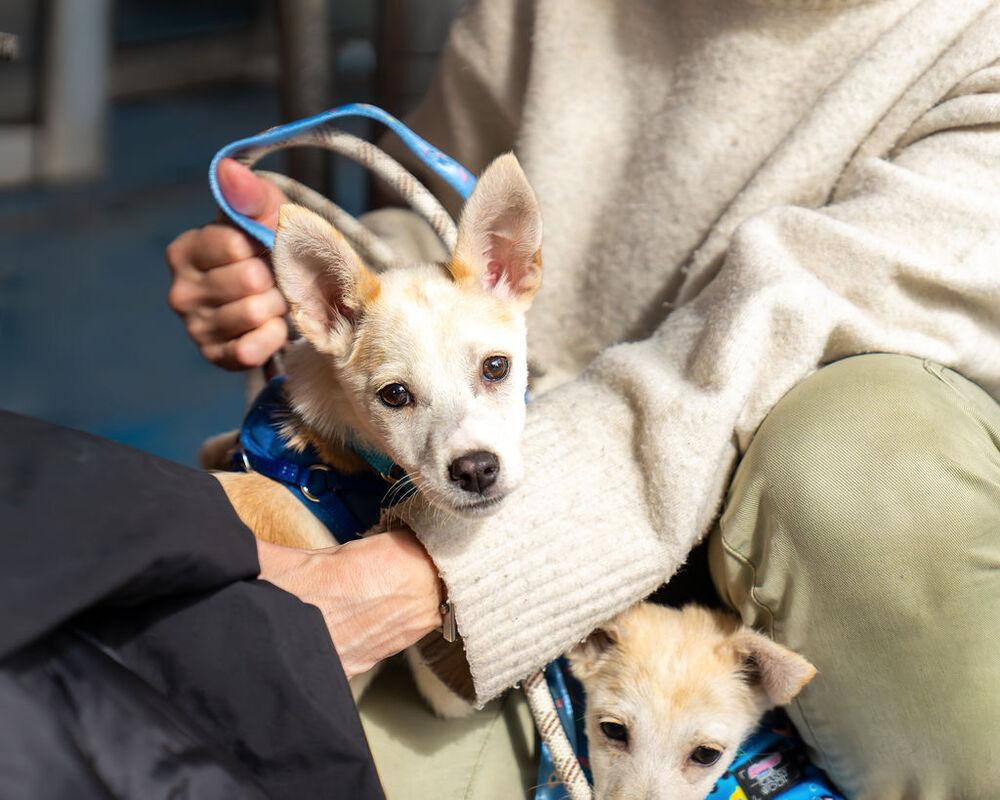 Enlarge Queso, a Adoptable mixed breed in New York, NY image 6/6