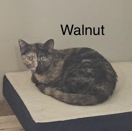 Walnut, adopted, Young Female Domestic Short Hair.