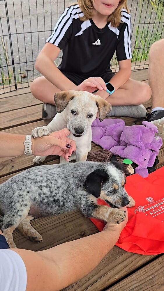 Aspen, a Adoptable mixed breed in Evergreen, CO image 2/5