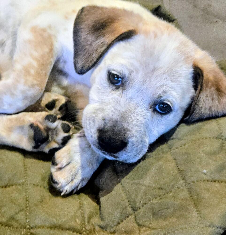 Aspen, a Adoptable mixed breed in Evergreen, CO image 3/5