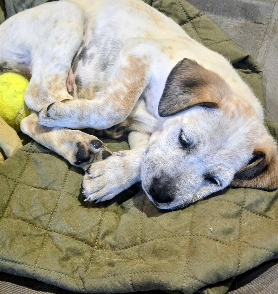 Aspen, a Adoptable mixed breed in Evergreen, CO image 5/5