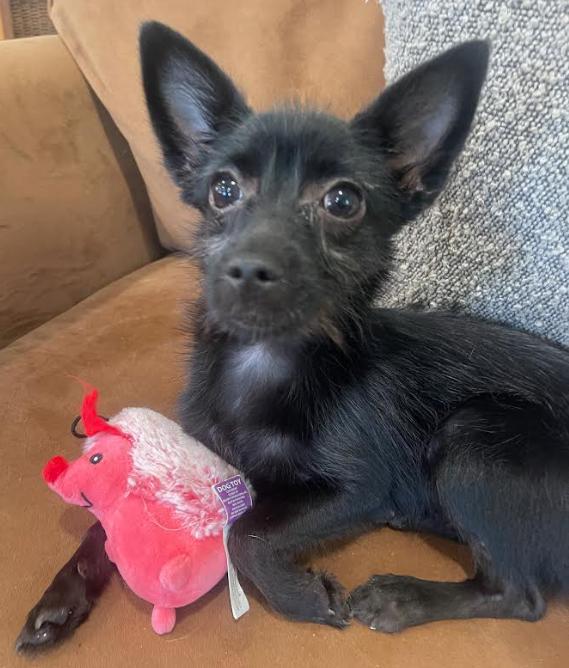 Penelope thumbnail 4