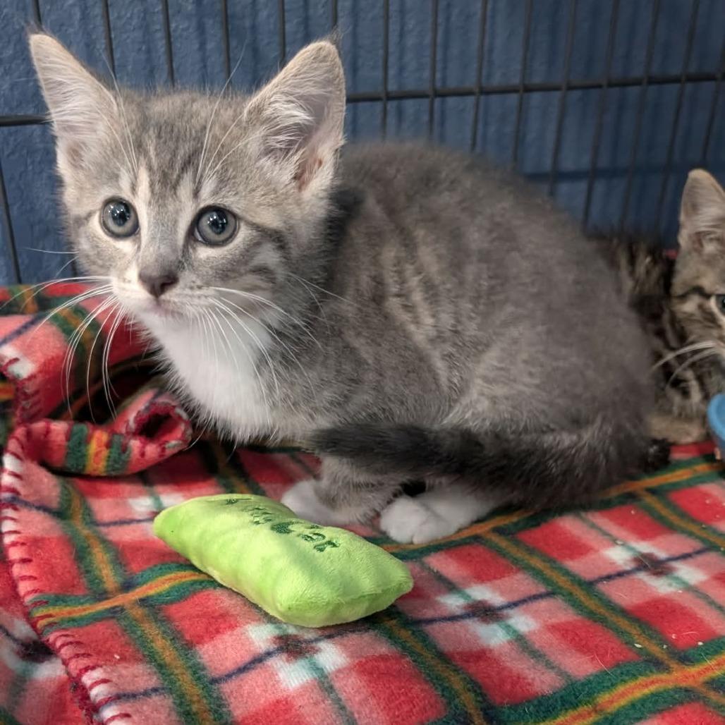 Enlarge Wall-E, a Adoptable Domestic Short Hair in CHANUTE, KS image 1/2