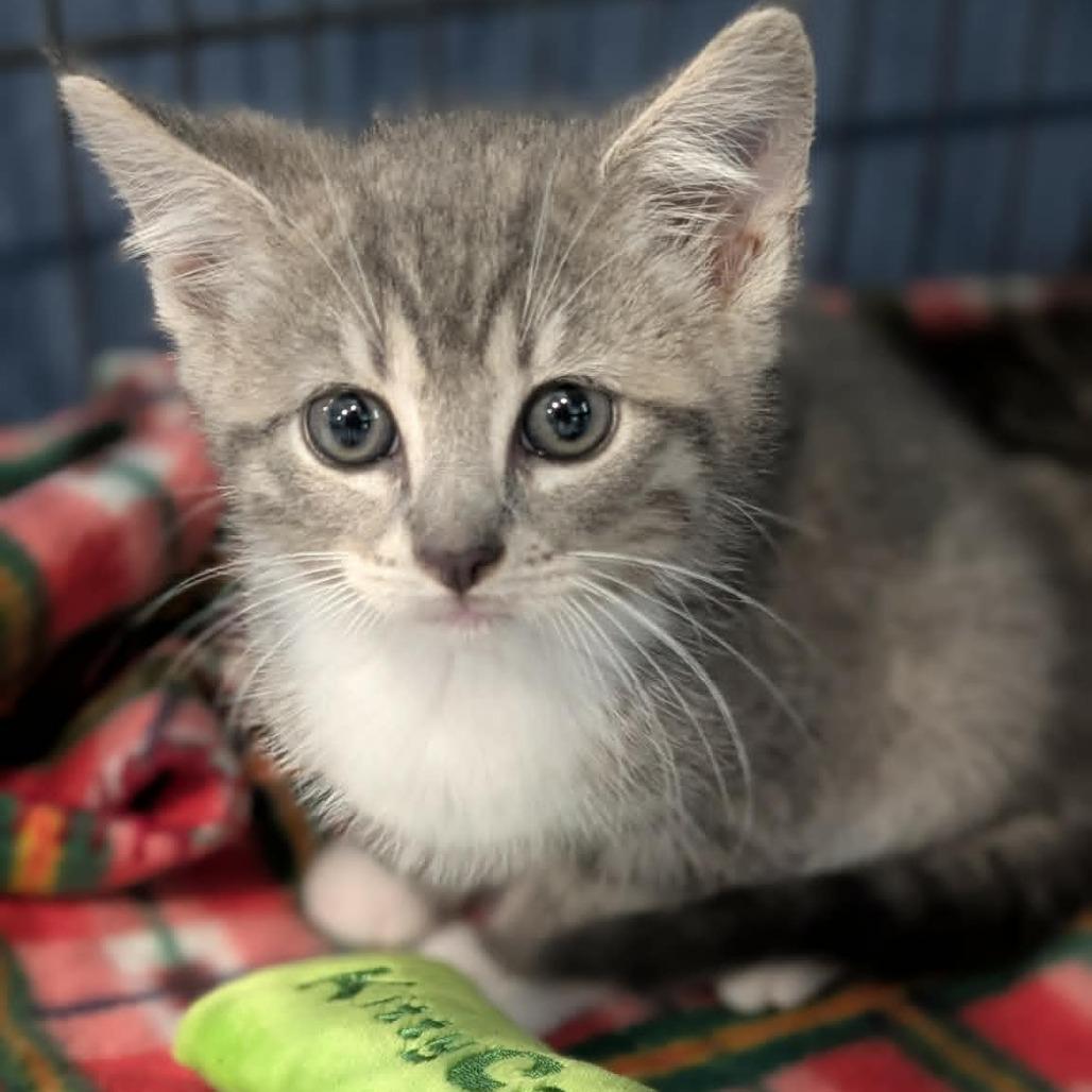 Enlarge Wall-E, a Adoptable Domestic Short Hair in CHANUTE, KS image 2/2