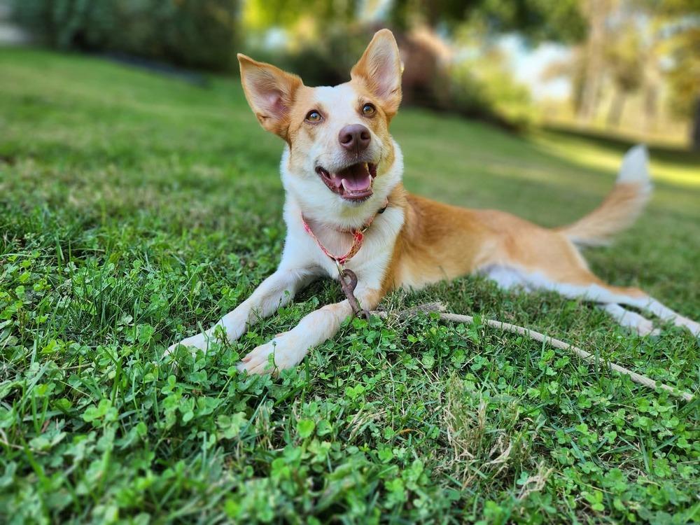 Binx, Adoptable, Young Female Australian Shepherd & Labrador Retriever.