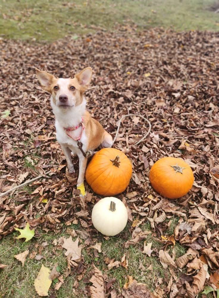 Enlarge Binx, a Adoptable mixed breed in Waterloo, IN image 2/6