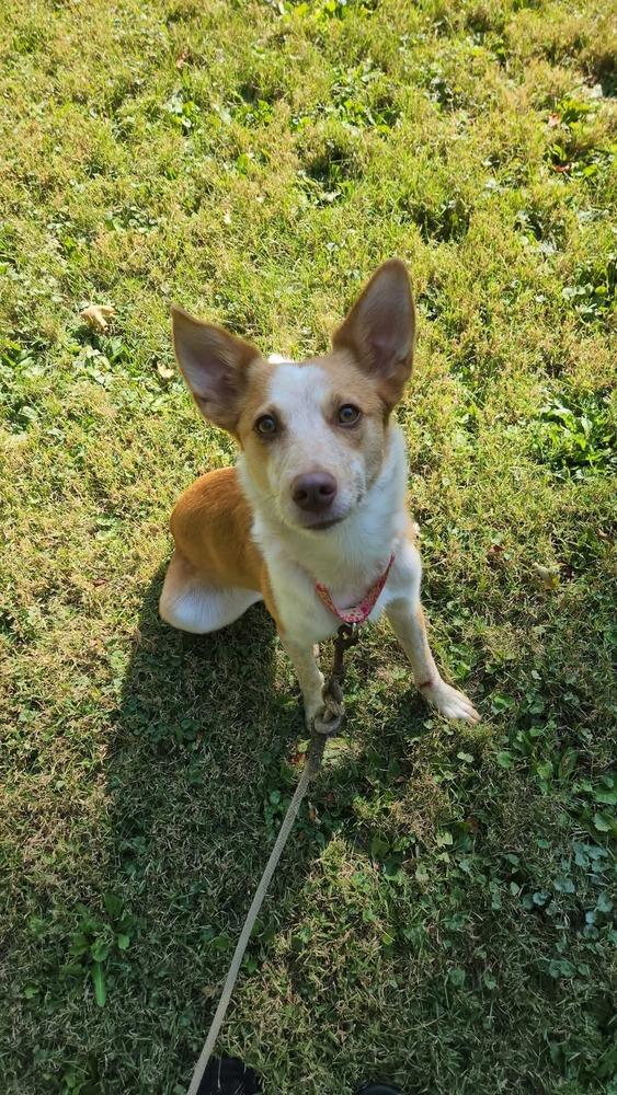 Enlarge Binx, a Adoptable mixed breed in Waterloo, IN image 3/6